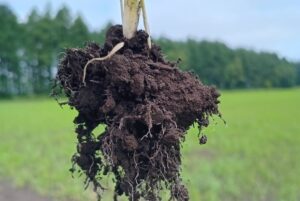 連載｜農業を科学する 第1回「昔はもっと楽に育った」の正体